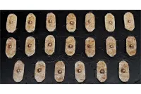 Barbarian Shield #1 (20 Shields)